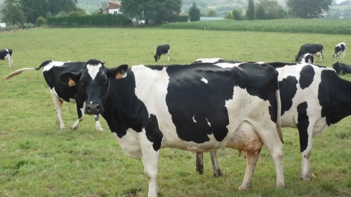 Indicadores del Sector Lácteo: Cifras demuestran avances de productores