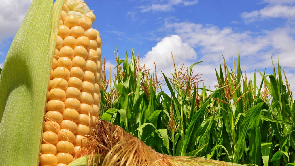 Ear of corn against a field under clouds, Las variedades de maíz, soja y canola modificadas genéticamente representan la gran mayoría de las semillas biotecnológicas producidas en Chile, con fines estrictamente de exportación.
