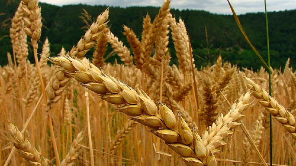 web 1 0501, Los principales productos de trigo elaborados en el país en el mes de análisis fueron harina de primera, con una participación de 87,9{signoporc}, harina especial (3,9{signoporc}) y sémola (3,8{signoporc}).