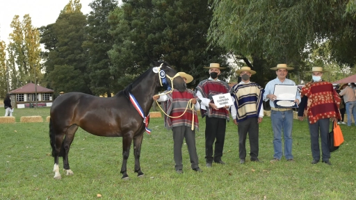 Gran exposición de caballos chilenos y rodeo de criadores se tomó la agenda criolla angelina