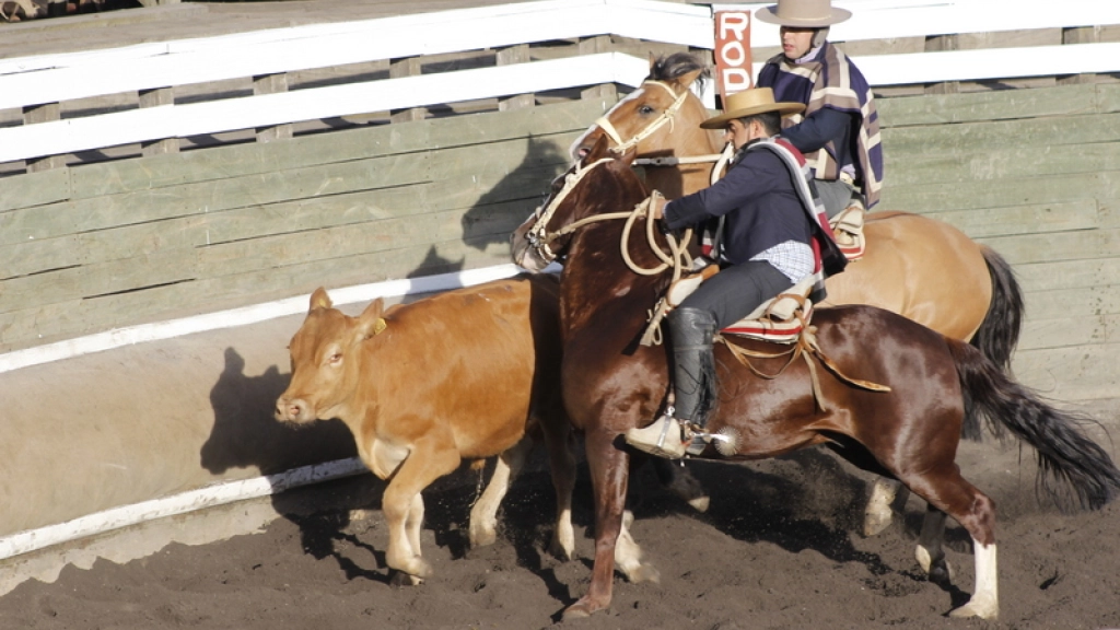 pm 1 0302, Si bien los constituyentes dijeron que el rodeo no debería quedar plasmado expresamente en la nueva Constitución, la relación que se establezca entre las personas y los animales modificaría la práctica como se conoce.