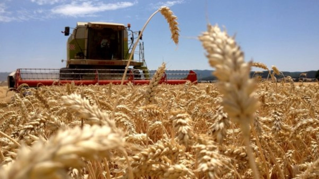 am 2 2302, Las hectáreas de trigo sembradas en Chile han disminuido en más de un 40 por ciento en los últimos 40 años, lo que ha obligado al país a comprar y depender del precio de mercados extranjeros para asegurar el abastecimiento.