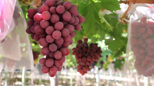 Consorcio Tecnológico de la Fruta de ASOEX da a conocer la primera variedad de uva de mesa roja 100% chilenaü