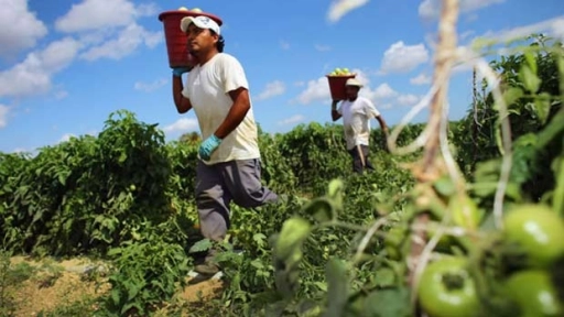 Migrantes ganan relevancia en labores agrícolas a nivel nacional