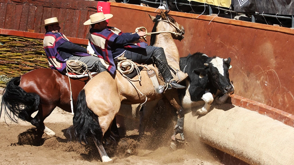 , Las normas que regulan el deporte nacional están diseñadas de tal manera que tanto los novillos como los caballos no sufran lesiones ni problemas de salud a causa de esta tradición chilena.