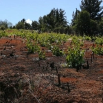 am 1 1103, Se estima que el próximo año se podría recuperar en parte la producción, y en un plazo de otros tres años alcanzar el 100 por ciento del potencial productivo.