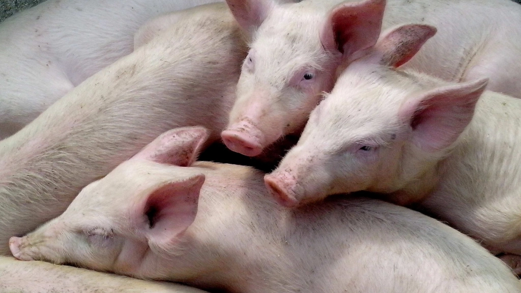 Domestic pigs piglets, Imagen de referencia.