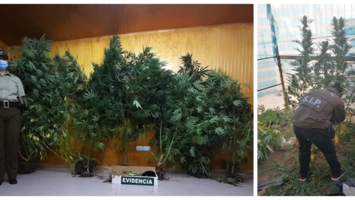 La S.I.P. de Carabineros encontraron siete plantas de marihuana en Quilaco