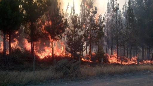Cancelan Alerta Roja por incendios forestales para la comuna de Nacimiento