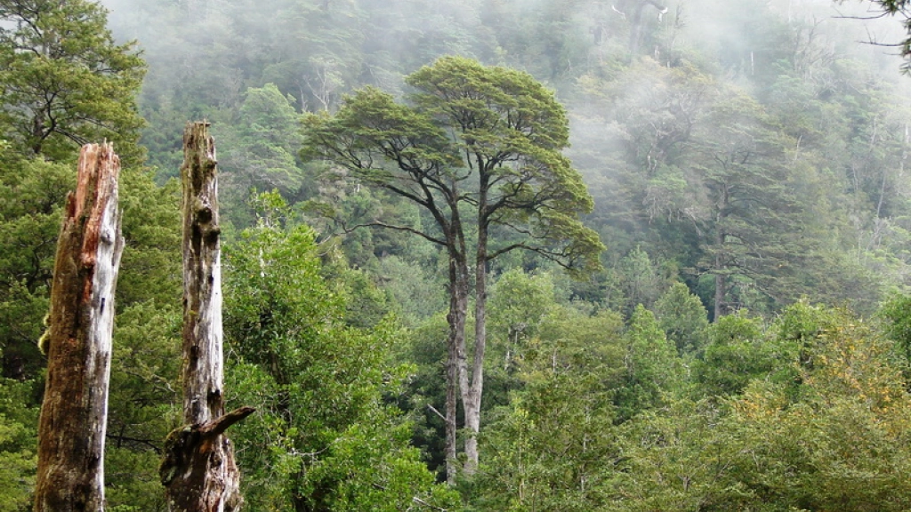 4622762981_83c1d34498_c, Chile posee una superficie forestal de 14,7 millones de hectáreas de bosque nativo.