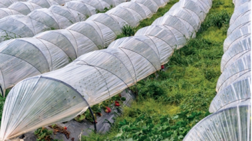 Buscan asegurar la producción de alimentos con el uso de plásticos en agricultura