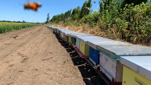 Estudios en apicultura permitirían potenciar la producción de miel en el país