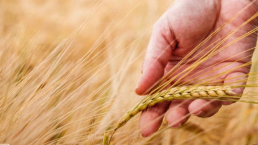 Acuerdan crédito blando para insumos de agricultores cerealeros