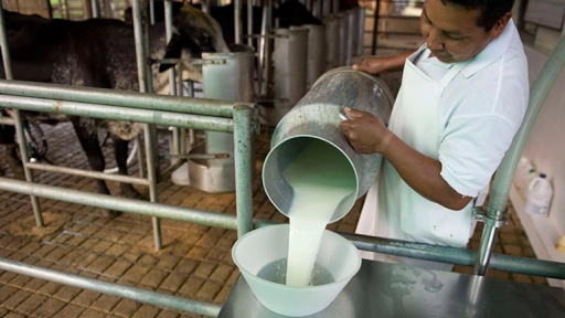 Condiciones para la producción lechera en Chile preocupan a agricultores