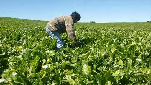 El agro chileno no está preparado para una reducción de la jornada laboral, afirman agricultores