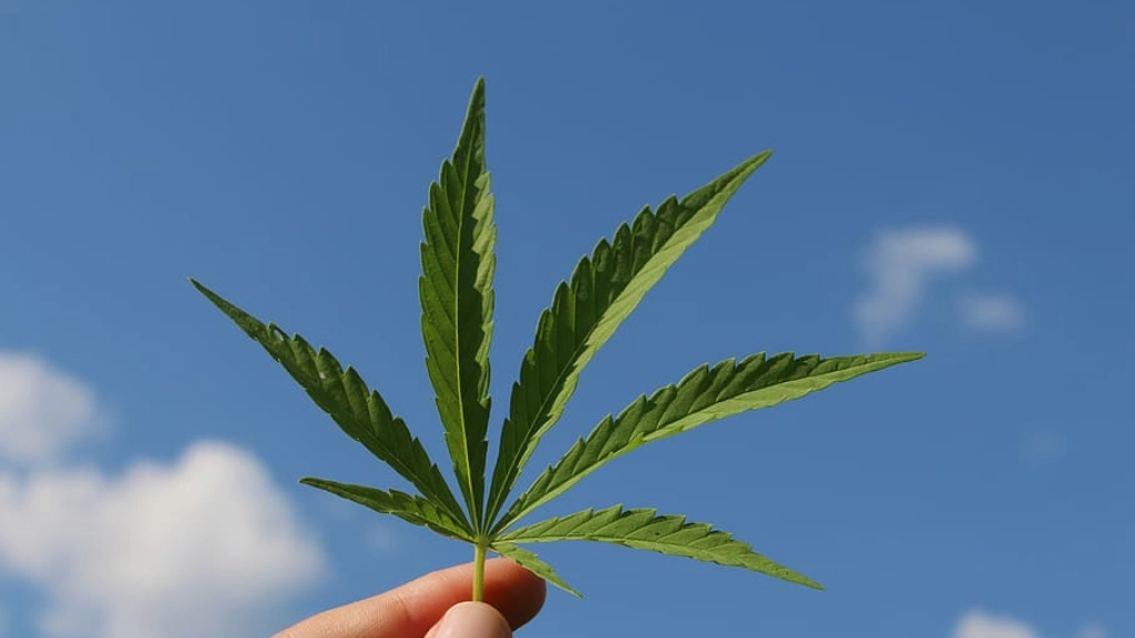 hemp-leaf-cannabis-sativa-hemp-plant-of-young-cannabis, 