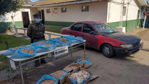 Tras persecución policial: Recuperan productos congelados robados en Cabrero