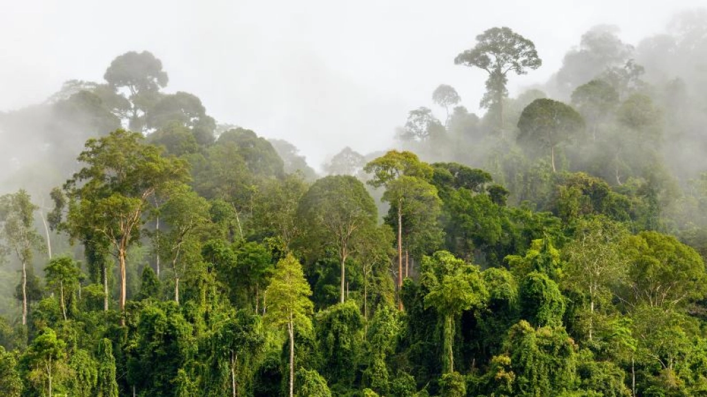 am 1 2605, La falta de vegetación satura los terrenos de agua, erosionando la tierra y generando aluviones y deslizamientos, como ocurre en zonas desérticas que no cuentan con bosques que las protegan.