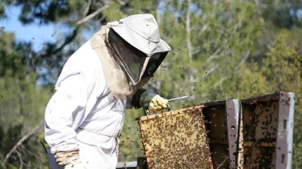 am 3 1306 (1), 250 apicultores de Biobío ya se han afiliado al ente, de un total de 800 socios a nivel nacional.