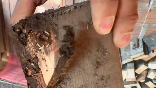 Plaga de termitas que por cerca de 15 años afecta a hogares de Nacimiento podría llegar a su fin 