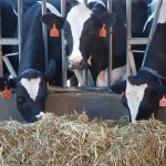 am 4 0206, La alimentación animal ha incluido la implementación de forraje, porque en algunas zonas se dan periodos sin crecimiento de pasto, a pesar de que el sistema de alimentación predominante es el pastoril.