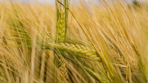 Advierten que cese de exportación de trigo desde Ucrania aumentará el costo de la alimentación