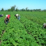 am 2 2006 (1), Desde la Cooperativa Los Notros, con 40 familias involucradas en el proyecto, aseguran que podrían ver afectada su actividad laboral de ponerse en práctica la propuesta y perder la certeza de poder producir.