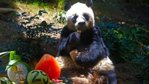 Muere An an:  El panda mas viejo del mundo en cautiverio en Hong Kong