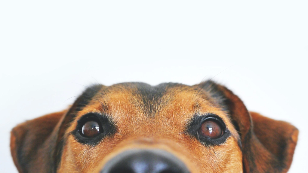 pexels-lumn-406014, La fecha busca concienciar a los humanos sobre el cuidado y protección de los perros. / Foto: Pexels. 