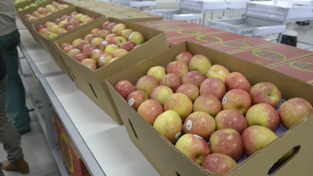 am 3 1608, El desarrollo de la fruticultura se ha sustentado principalmente en la exportación desde los campos nacionales al extranjero, gracias a acuerdos comerciales para ingresar a mercados a bajos aranceles.