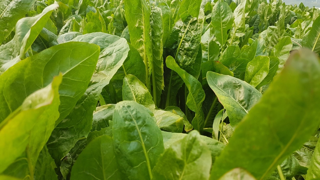 am 4 0908, El rendimiento promedio de esta temporada fue de alrededor de 51,2 toneladas de achicoria limpia por hectárea, que en el caso de los agricultores de Biobío fue de 53,3.