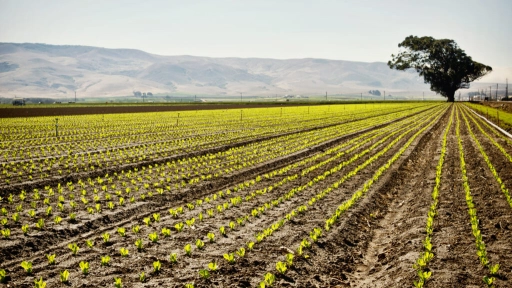Cuidado del entorno natural permite llegar a mejores rendimientos agrícolas