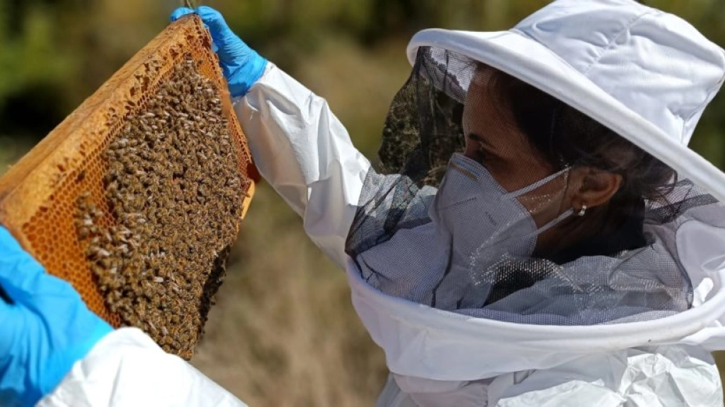 am 3 0508, Según el apicultor, reconocido a nivel mundial por su aporte al rubro, el mundo está en peligro porque las abejas están quedando sin alimento, lo que a su vez disminuiría la disponibilidad de alimentos para los humanos.