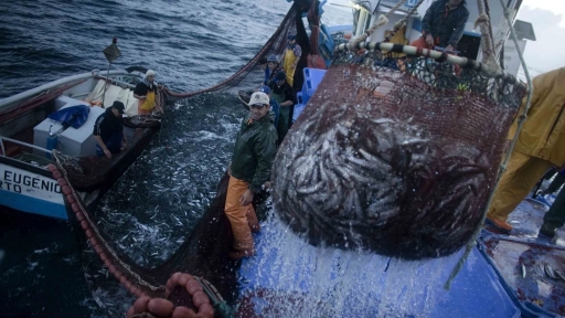 Desembarque pesquero del Biobío totalizó 102.711 toneladas en junio 