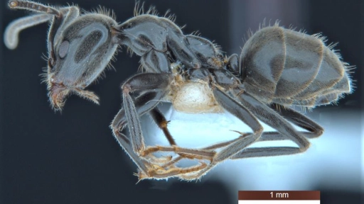 Descubren 139 nuevas especies de animales y plantas en Australia: Destacan a la hormiga niñera