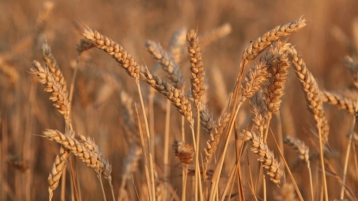 Molienda de trigo del Biobío creció 7,0% en julio de 2022 