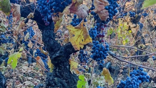 San Rosendo prepara su 4ta versión de la Fiesta del Vino este fin de semana