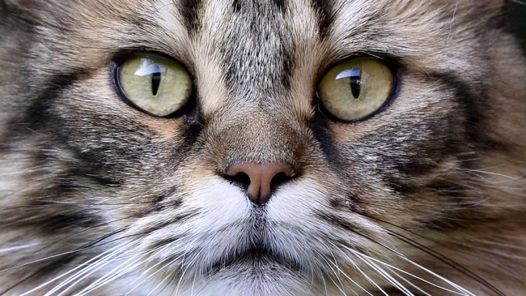 2223ac427f07302e58e6c210e76bad794039a850miniw, Un gato mira a la cámara en una imagen de archivo. EFE/Sascha Steinbach