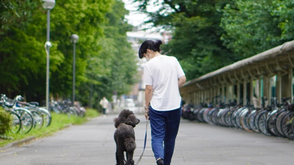 Los perros lloran de alegría al reunirse con sus propietarios, Un perro pasea con su dueña. EFE/Madoka Nakamura/Universidad de Azabu