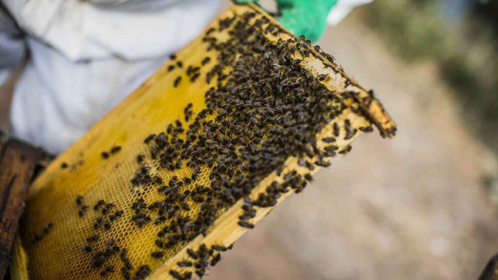 apicultura, abejas, miel, campo, panal, panales, cabezarados, reportaje, miel, 