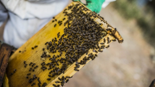Especies introducidas en la apicultura nacional dañan a las abejas chilenas