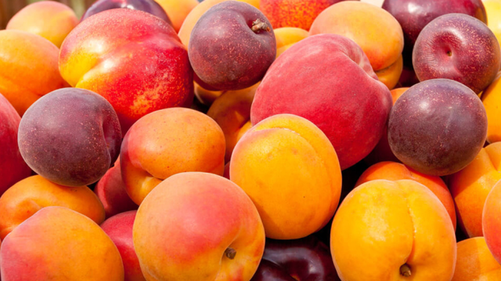 Carozos chilenos se proyectan como nuevos frutales de exportación para