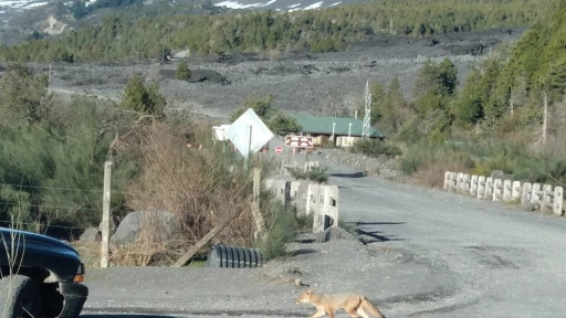 Denuncian que turistas alimentan a zorro culpeo en sector de parque Laguna del Laja