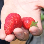 Frutillas, 