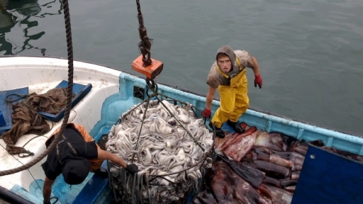 Desembarque pesquero del Biobío aumentó 36,6% en julio 