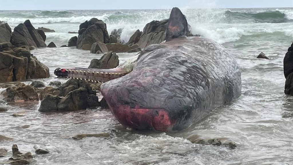 ffdad4a954f1649418ce270d7bfb14929429bcf7miniw, Al menos 14 cachalotes han muerto tras quedar varados en una playa de la isla King, en el sur de Australia. Fotografía facilitada por el Departamento de Recursos Naturales y Medio Ambiente del estado de Tasmania. EFE