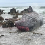 ffdad4a954f1649418ce270d7bfb14929429bcf7miniw, Al menos 14 cachalotes han muerto tras quedar varados en una playa de la isla King, en el sur de Australia. Fotografía facilitada por el Departamento de Recursos Naturales y Medio Ambiente del estado de Tasmania. EFE

