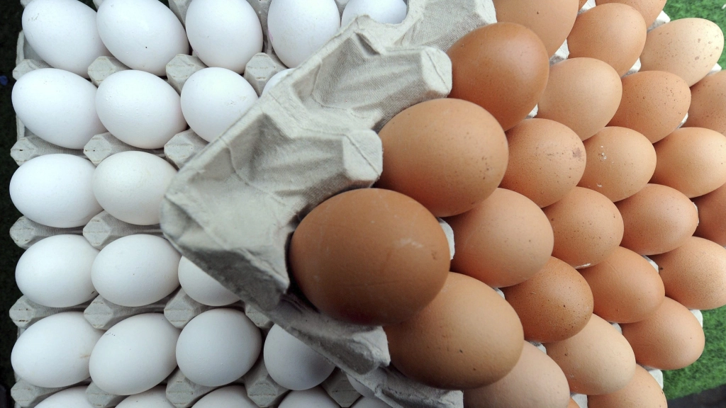 El huevo, excepcional fuente de proteínas que alimenta al mundo, El consumo de huevos en todos los continentes y, sobre todo, en aquellas zonas más pobres que no tienen acceso a la carne o el pescado que provea a la población de proteínas, se debe a su alto contenido nutricional. Foto: Holger Hollemann.