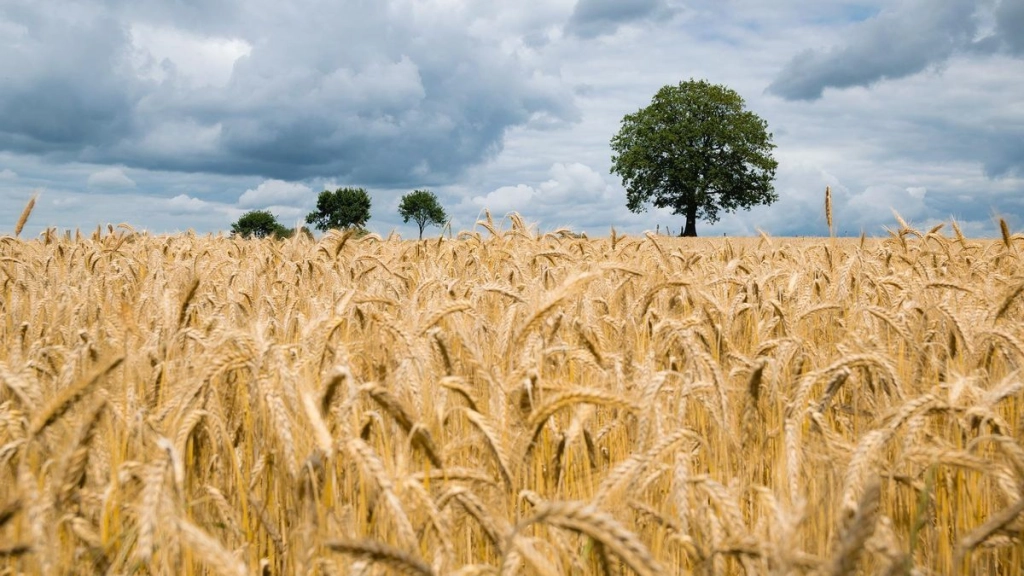 , Se espera que los precios del trigo aumenten en 42,7{signoporc} a fines del presente año y caigan 15,6{signoporc} a fines de 2023 en comparación a 2022. La tendencia se mantendría a la baja en el futuro del trigo.