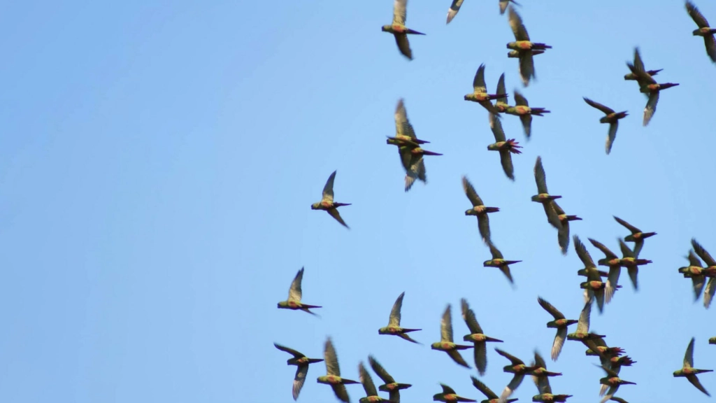 Bandada_loro_choroy, 